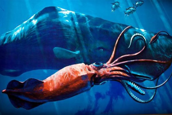 Kraken 12at